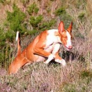 Podenco Ibicenco